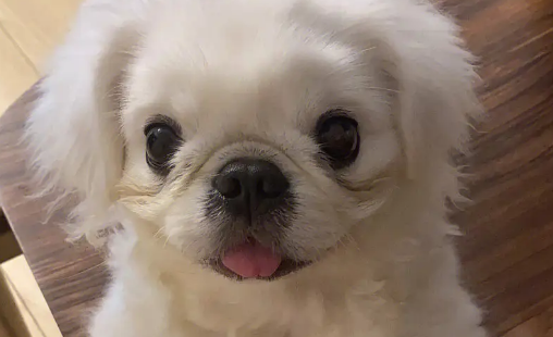 京巴犬怎么训练做动作?方法很重要 京巴犬怎么训练做动作?方法很重要