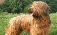 养宠小知识：布雷猎犬眼睛护理方法