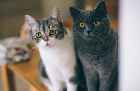 猫咪为什么喜欢交朋友