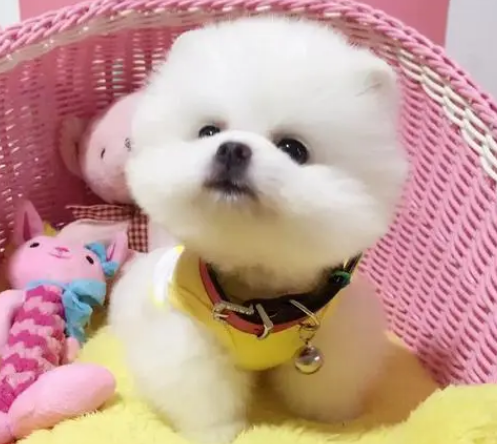 3岁小孩适合养什么宠物狗呢