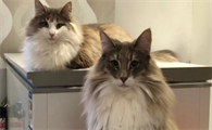 猫配成功当天的反应