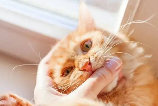 猫咪为什么歪头吵架咬人呢怎么回事 猫咪为什么歪头吵架咬人呢怎么回事