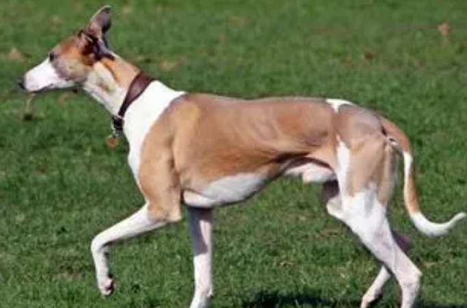 惠比特犬吃什么美毛?来这里看看吧 惠比特犬吃什么美毛?来这里看看吧