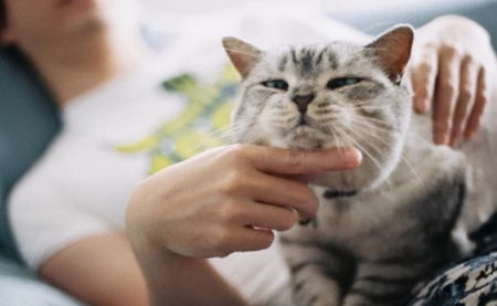 一天12小时不在家适合养猫吗 一天12小时不在家适合养猫吗