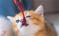 小奶猫吃鹌鹑