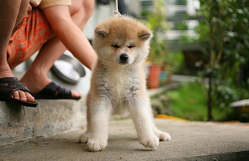 秋田犬口臭怎么办?怎么处理最好? 秋田犬口臭怎么办?怎么处理最好?