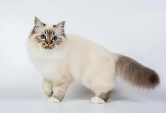 伯曼猫性格如何?各位清楚吗? 伯曼猫性格如何?各位清楚吗?