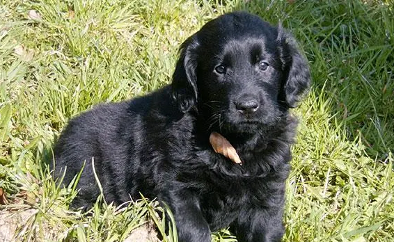 怎样认出平毛寻回犬?看这三点,非常好认! 怎样认出平毛寻回犬?看这三点,非常好认!