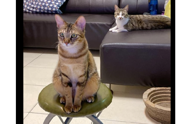 猫咪为什么站在凳子上呢 猫咪为什么站在凳子上呢
