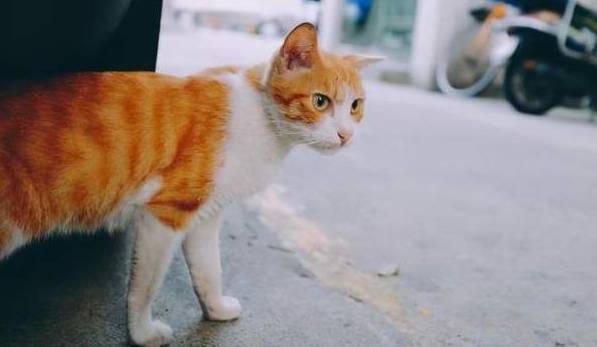 宠物猫走丢了会回来吗