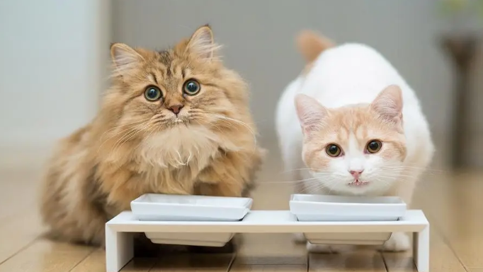 找猫神器一叫猫就来 找猫神器一叫猫就来