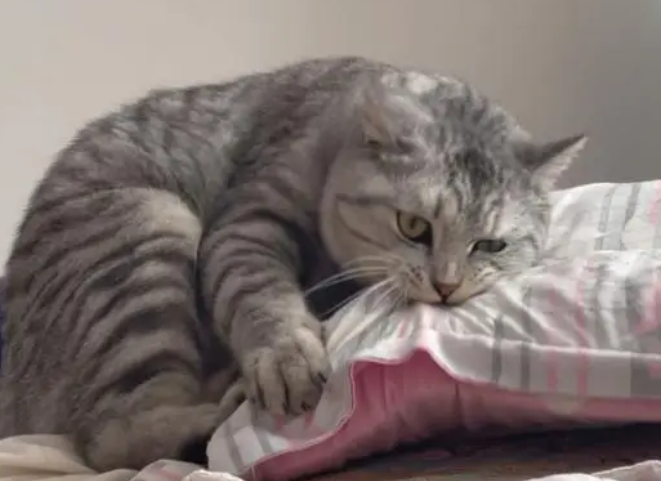 猫咪为什么突然咬枕头角呢 猫咪为什么突然咬枕头角呢