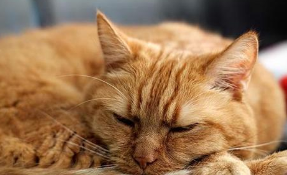 猫咪生病为什么趴在地上不动
