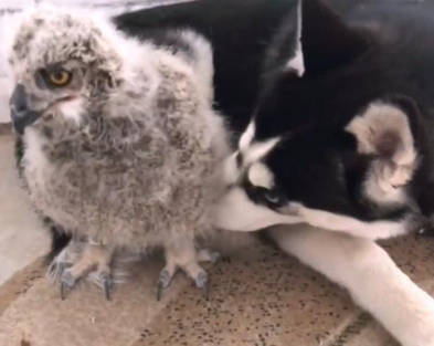 主人送了只猫头鹰给二哈,一年后悲剧了 主人送了只猫头鹰给二哈,一年后悲剧了