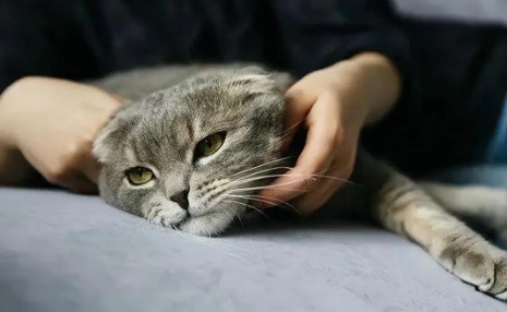 长期养猫人容易得啥病 长期养猫人容易得啥病