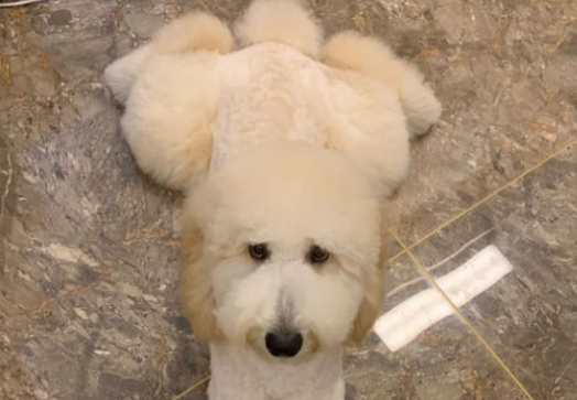 巨贵犬什么时候发情？具体时间是？