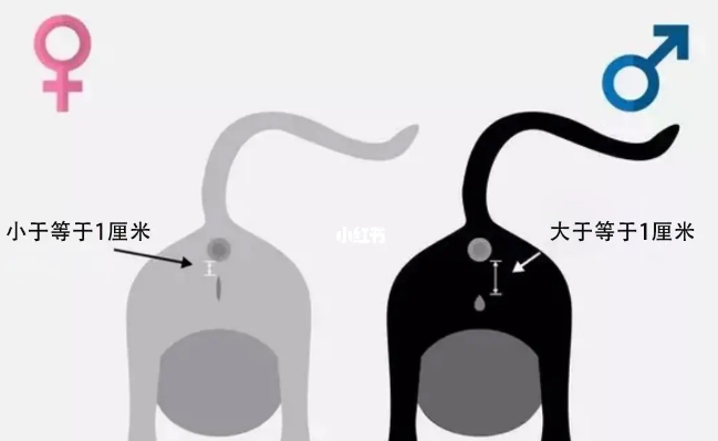 二个月幼猫公母分辨图