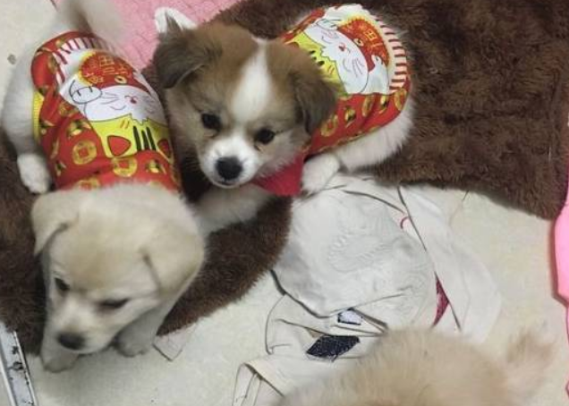 流浪狗妈妈辛苦喂孩子,狗爸爸寸步不离守候,路人都被它感动