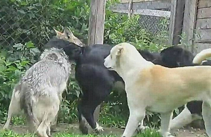 狗王带一群猛犬PK老野狼 结果反倒被治得服服帖帖 狗王带一群猛犬PK老野狼 结果反倒被治得服服帖帖