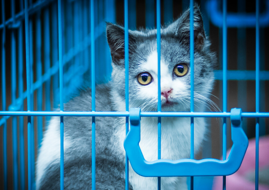 猫关笼子里会死吗