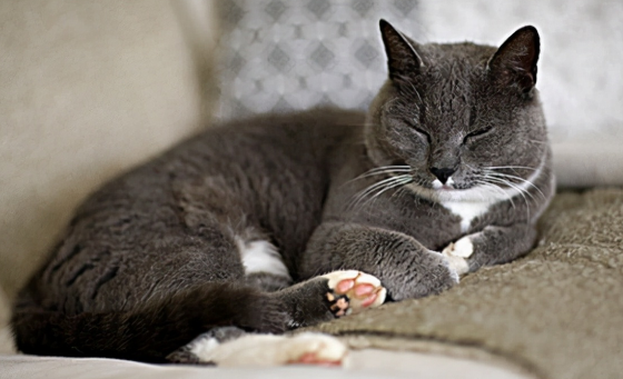 杀死猫的100种方法