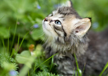 猫咪忌讳的植物