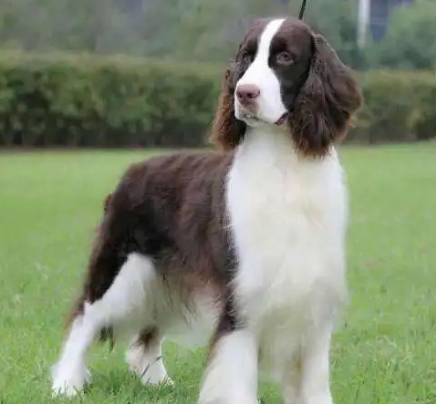 史宾格犬吃什么有营养?如何合理搭配-宠物网