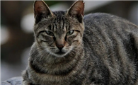 200元以内的宠物猫