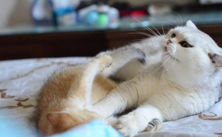 猫咪为什么会踢自己的头