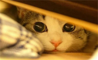 猫看到你就躲起来是为什么