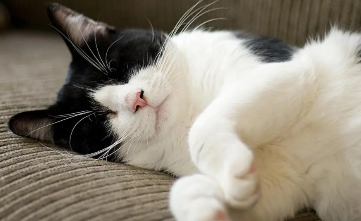 南京靠谱的猫舍 南京靠谱的猫舍