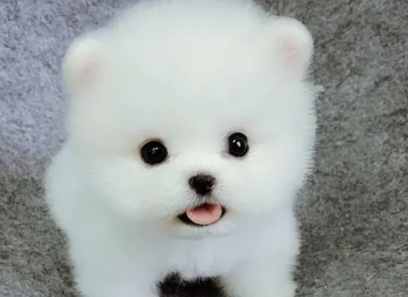 茶杯犬怎么美容?怎么才能让它变美? 茶杯犬怎么美容?怎么才能让它变美?