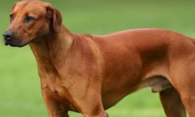 罗得西亚脊背犬好养吗？该怎么养？