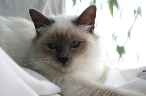 伯曼猫初次交配要注意什么?铲屎官来看看吧 伯曼猫初次交配要注意什么?铲屎官来看看吧