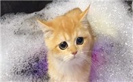 猫咪洗澡为什么会干净一点