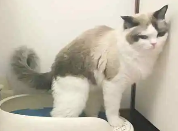 猫咪为什么在房间到处拉稀呢
