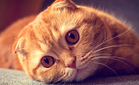猫咪为什么整天都不睡觉