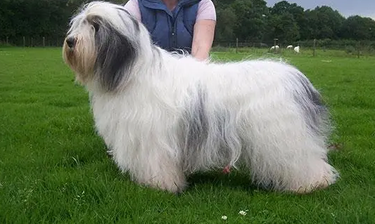波兰低地牧羊犬什么时候绝育好?该如何做呢? 波兰低地牧羊犬什么时候绝育好?该如何做呢?