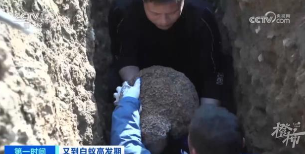 浙江一大坝挖出超百万只白蚁，三只蚁后已生长十几年