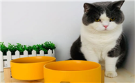 猫咪蹲在饭碗前的原因是
