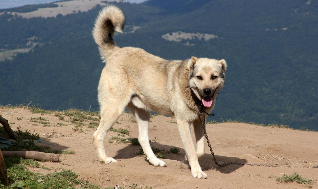 安纳托利亚牧羊犬产后恶露处理方法？这里有答案！