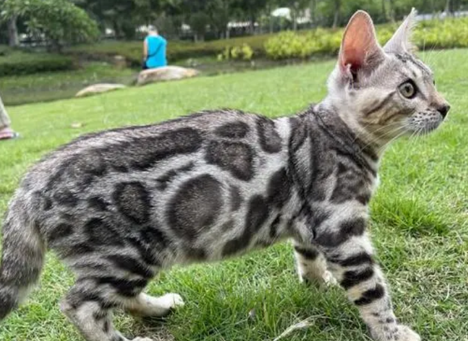 萌宠小知识：孟加拉豹猫怎么饲养？