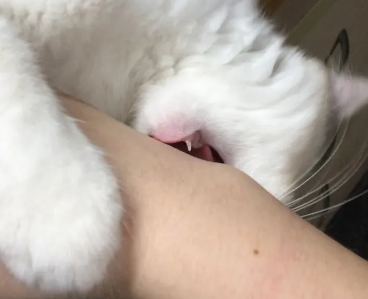 被猫咬疼不疼