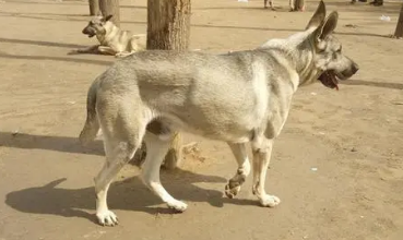 狼青犬有什么优点？有必要了解一下！