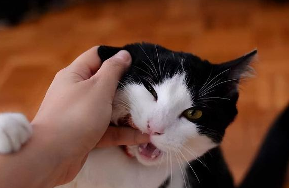 为什么猫咪睡醒突然咬人一下