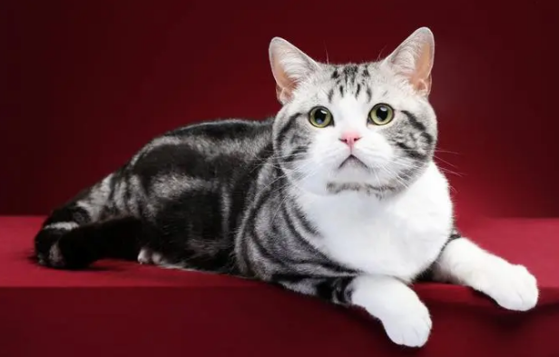 温顺到打死也不咬人的猫排名