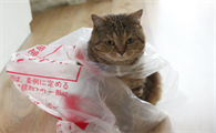 猫咪死了为什么要用袋子包起来