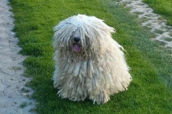波利犬趴下怎么训练？此处有解答