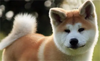 秋田犬会接受新主人吗?想养的人看过来