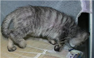 猫咪四肢抽搐僵硬死亡